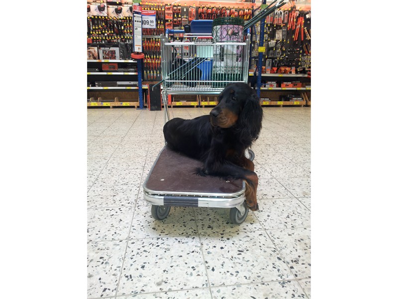 Wenn ich mit Herrchen einkaufen gehe!