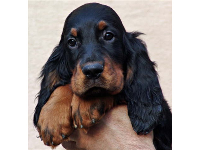 Schau´ mir in die Augen! Meinem Blick kann keiner widerstehen!
