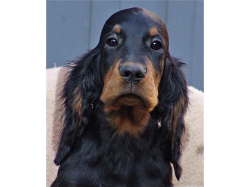Mein dümmses Gesicht! Schon mal üben wie ich Frauchen rumkriegen kann